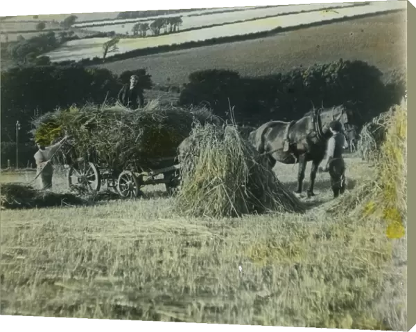 Loading stooks onto a horse and cart during the harvest, Cornwall. 1920s