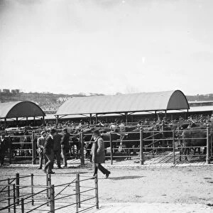 Cattle Market, Castle Hill, Truro, Cornwall. Early 1900s