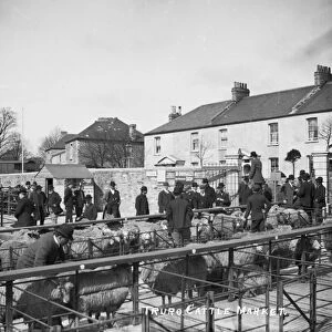 Cattle Market, Castle Hill, Truro, Cornwall. About 1910