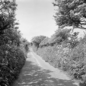 Country lane near Relubbus, St Hilary, Cornwall. 1969