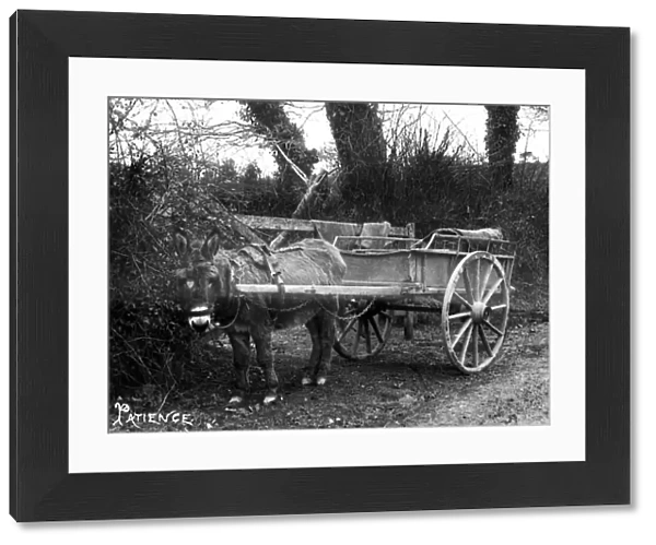 A Donkey Cart, Cornwall. Around 1900