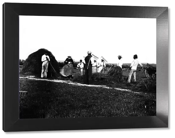 Haymaking, near Padstow, Cornwall. Around 1900