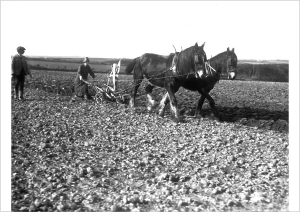 Ploughing with a team of two horses, Cornwall. Early 1900s