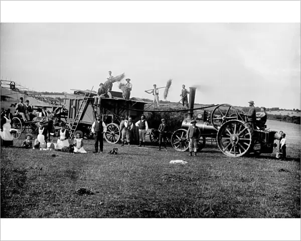 Harvesting at Trewhella Farm, St Hilary, Cornwall. Around 1900-1910