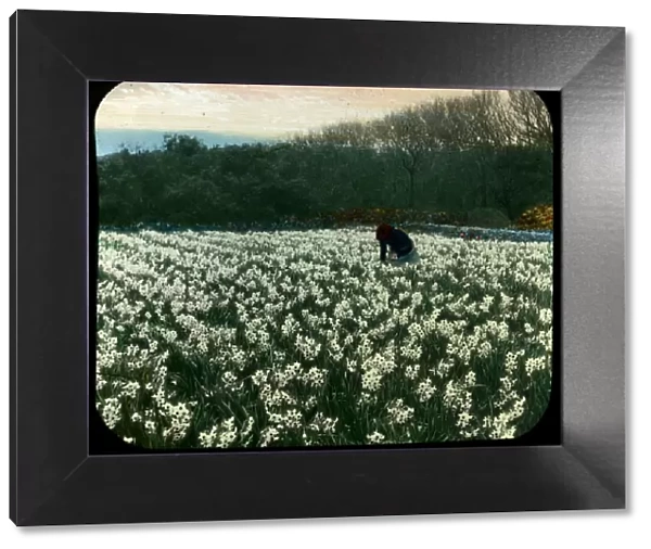 Flower picking, Isles of Scilly, Cornwall. 1900