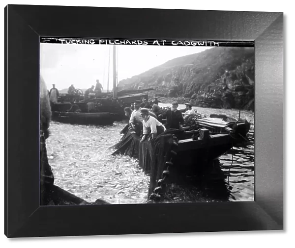 Tucking Pilchards at Cadgwith, Cornwall. Late 1800s