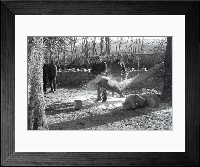 Framed Print : Tree felling, Lostwithiel, Cornwall. March 1983