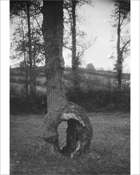 Curious tree formation at Idless, Cornwall. Early 1900s