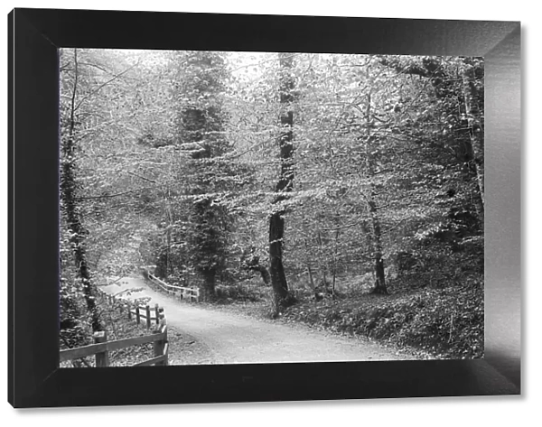 Lamorran Wood, Cornwall. Probably 1920s-1930s