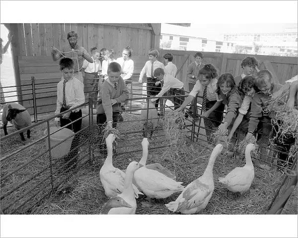 Livestock Unit, Fowey Community School, Fowey, Cornwall. July 1990