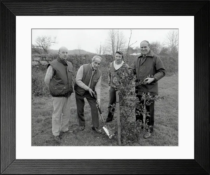 Framed Print : Tree Planting, Lostwithiel, Cornwall. December 1989 Framed Print : Tree Planting, Lostwithiel, Cornwall. December 1989