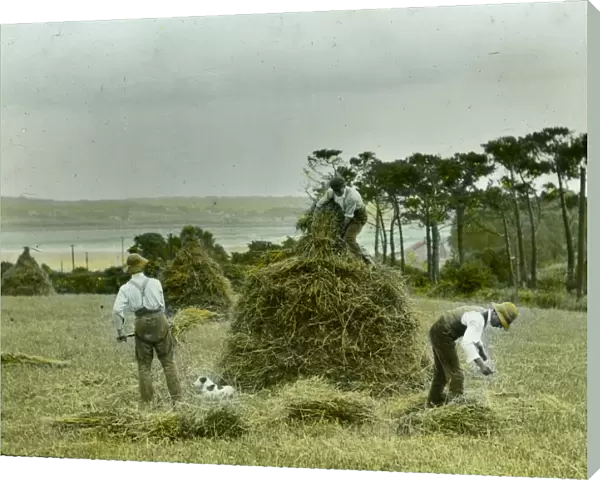 Three men building a Cornish Mow. 1900