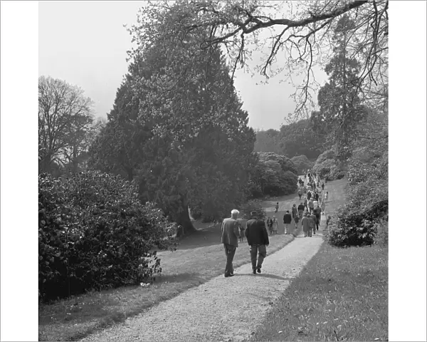 Garden at Tregothnan House, St Michael Penkivel, Cornwall. 1976