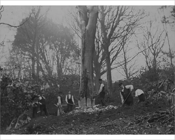 Tree felling, Killiow Estate, Kea, Cornwall. Early 1900s