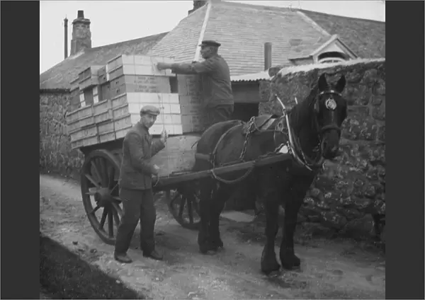 Loading flower boxes, Bryher, Isles of Scilly, Cornwall. 1910s
