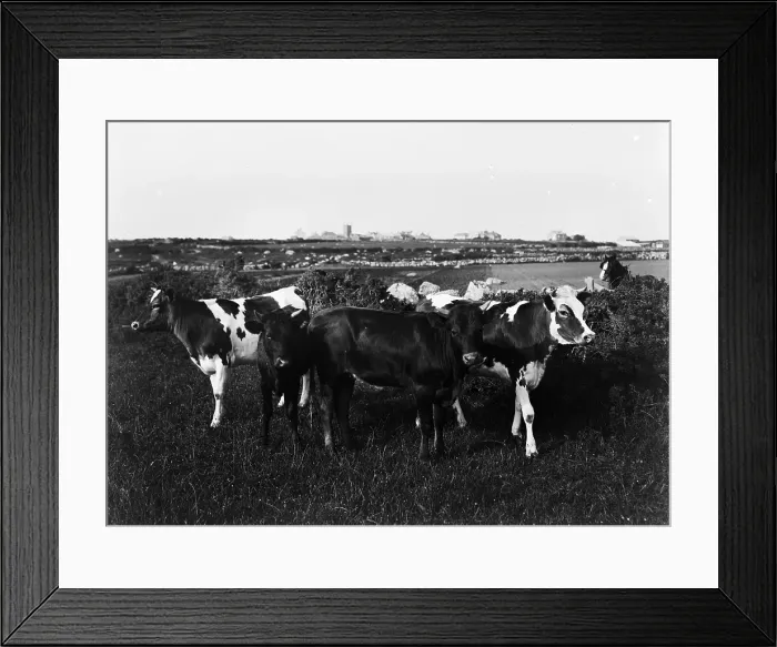 Framed Print : TRURI-SENvr-2