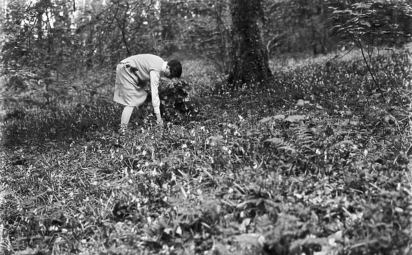 Bluebell Sunday, Lamorran Wood, Cornwall. 1920s-1930s