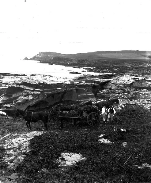 Collecting kelp, Widmouth Bay, St Merryn, Cornwall. Early 1900s
