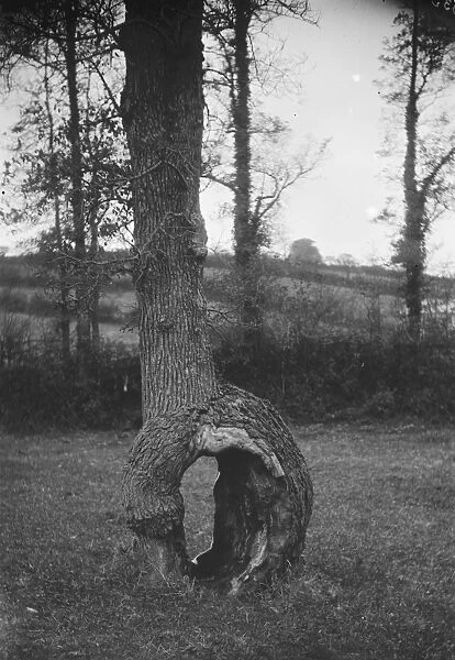 Curious tree formation at Idless, Cornwall. Early 1900s