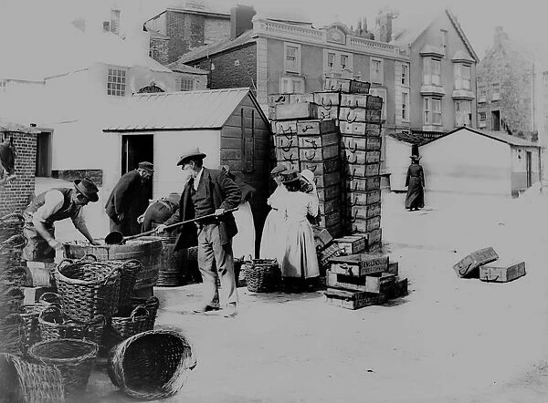 Fish being packed into a barrel, St Ives, Cornwall. 1904