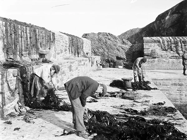 Fishermen attending to nets in Gorran Haven harbour, Cornwall. 7th June 1909