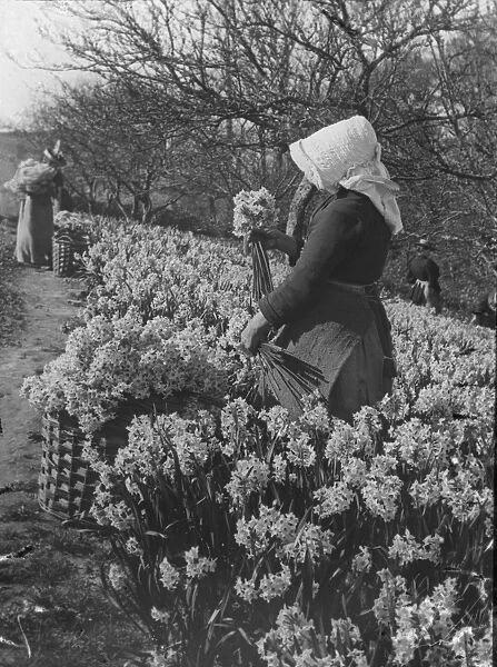 Flower picking in West Cornwall or the Isles of Scilly, Cornwall. 1890s