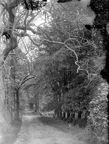 Foxs Lane or Captains Walk, Falmouth, Cornwall. Early 1900s