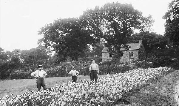 Gardeners, Cornwall. Early 1900s