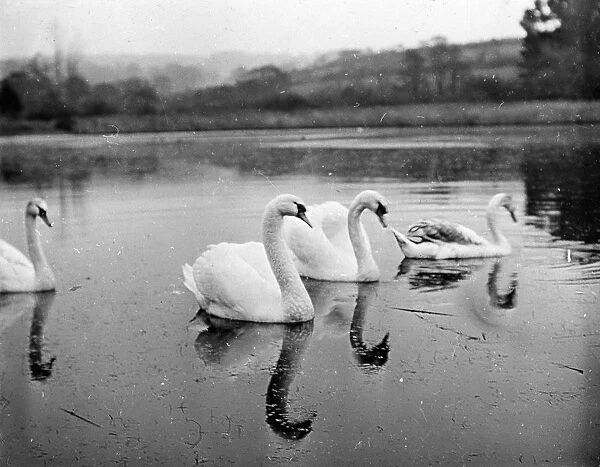 Group of mute swans in Swanpool, Falmouth, Cornwall. Around 1925