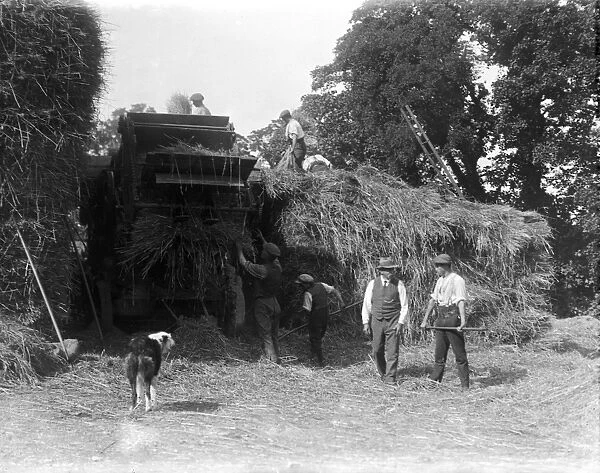 Haymaking, Cornwall. 1900s