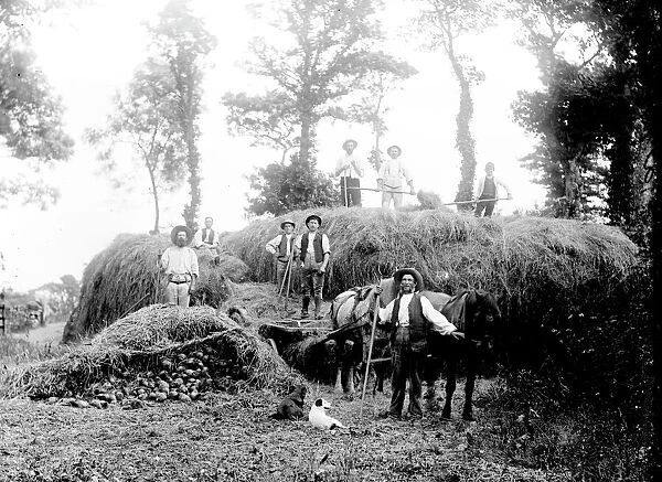 Haymaking near St Buryan, Cornwall. Late 1800s