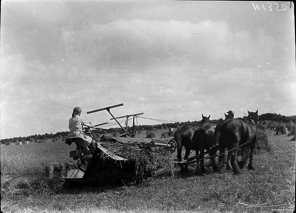 Member of the First World War Womens Land Army cutting wheat. Cornwall. Around 1917