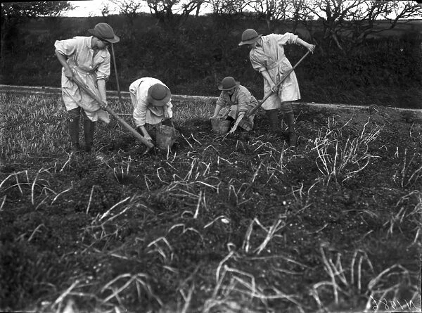 Members of the First World War Womens Land Army. Tregavethan Farm, Truro, Cornwall. Autumn 1917