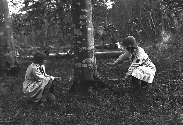 Members of the First World War Womens Land Army engaged in tree felling in Cornwall. May 1918