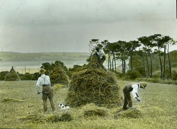 Three men building a Cornish Mow. 1900