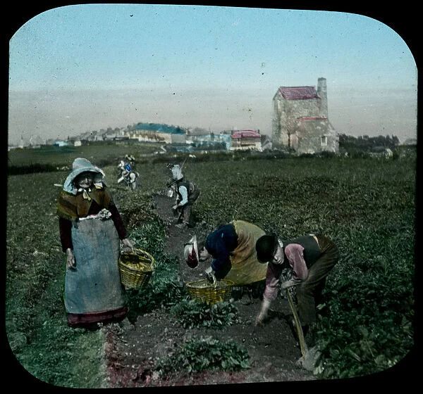 Picking potatoes, Redruth, Cornwall. Early 1900s