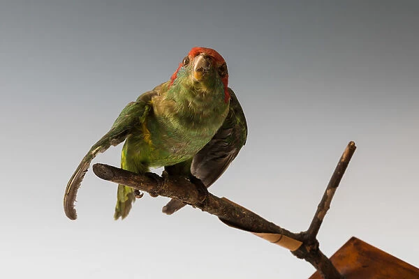 Red-masked Parakeet (Psittacara erythrogenys), Ecuador or Peru, South America
