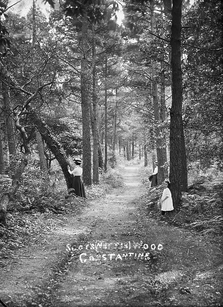 Scotts Wood, Constantine, Cornwall. Early 1900s