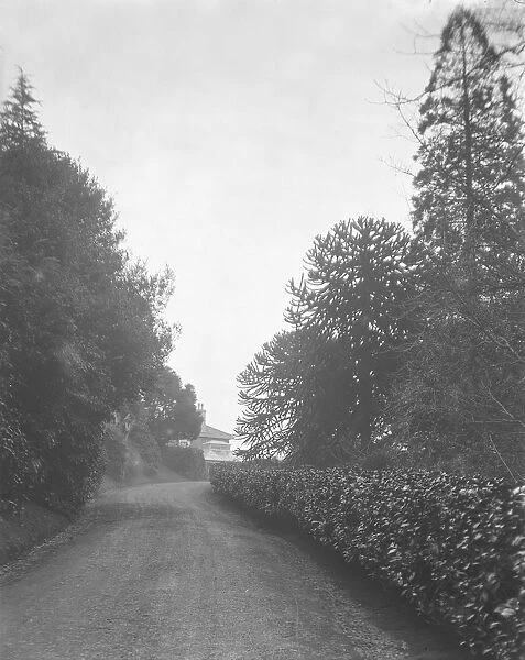 The south drive at Goonvrea House, Perranarworthal, Cornwall. December 1924