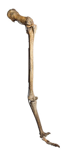 South Island Giant Moa (Dinornis robustus) Right Leg, Castle Hill Station, Canterbury, South Island, New Zealand