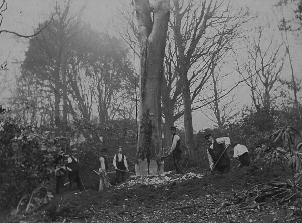 Tree felling, Killiow Estate, Kea, Cornwall. Early 1900s