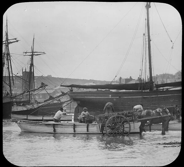 Unloading fish from a boat into a horse and cart, St Ives harbour, Cornwall. Early 1900s