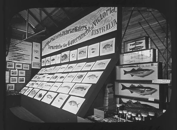 Victoria, Australia exhibit at the Cornwall County Fisheries Exhibition, Truro, Cornwall. July to August 1893