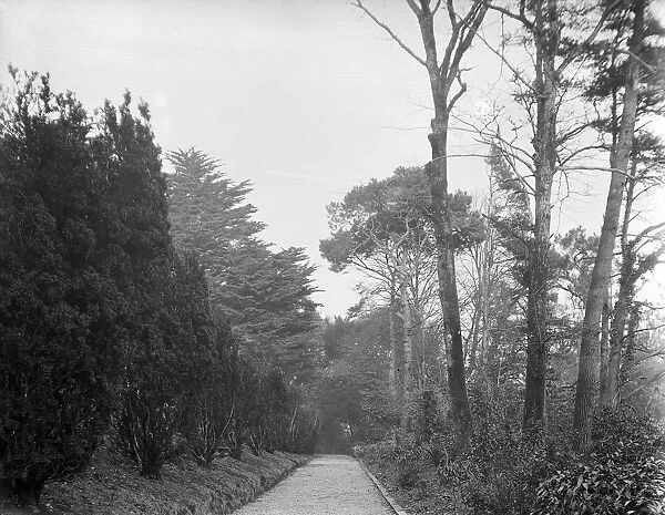 The Yew Walk at Goonvrea House, Perranarworthal, Cornwall. December 1924