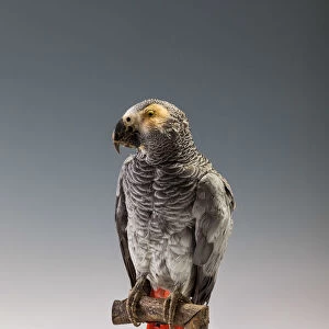African Grey Parrot (Psittacus erithacus), Africa