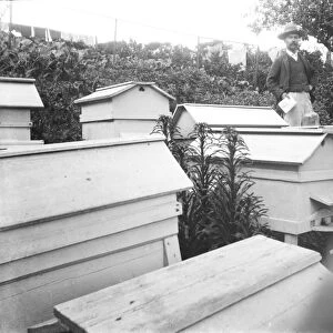 Beehives and beekeepers, unidentified location, Cornwall. Early 1900s