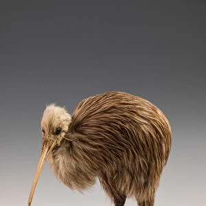 Brown Kiwi (Apteryx australis), South Island, New Zealand