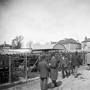 Cattle Market, Castle Hill, Truro, Cornwall. About 1920