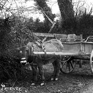 A Donkey Cart, Cornwall. Around 1900