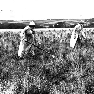 Three First World War Womens Land Army girls scything hay or rushes in a field at Tregavethan Farm, Truro, Cornwall. 1916